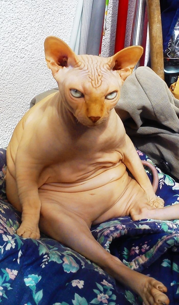 Донской сфинкс упитанный