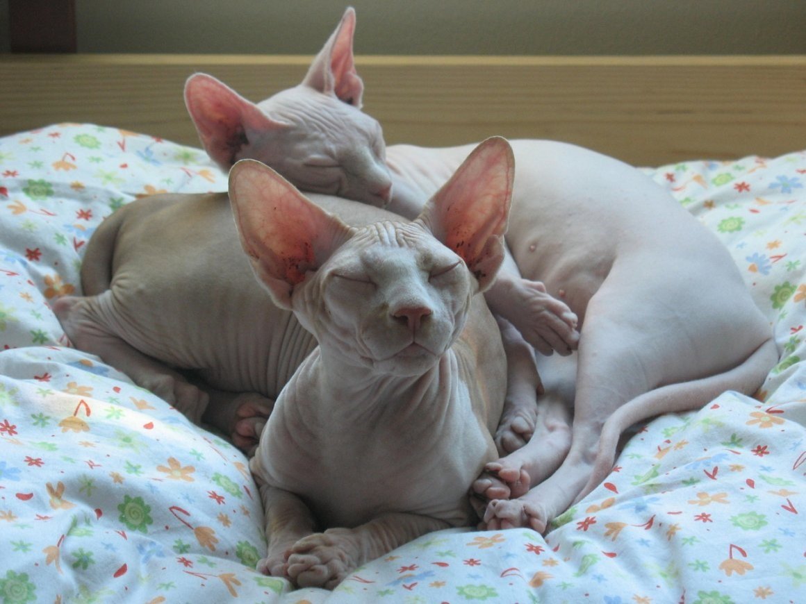 Кохона сфинкс