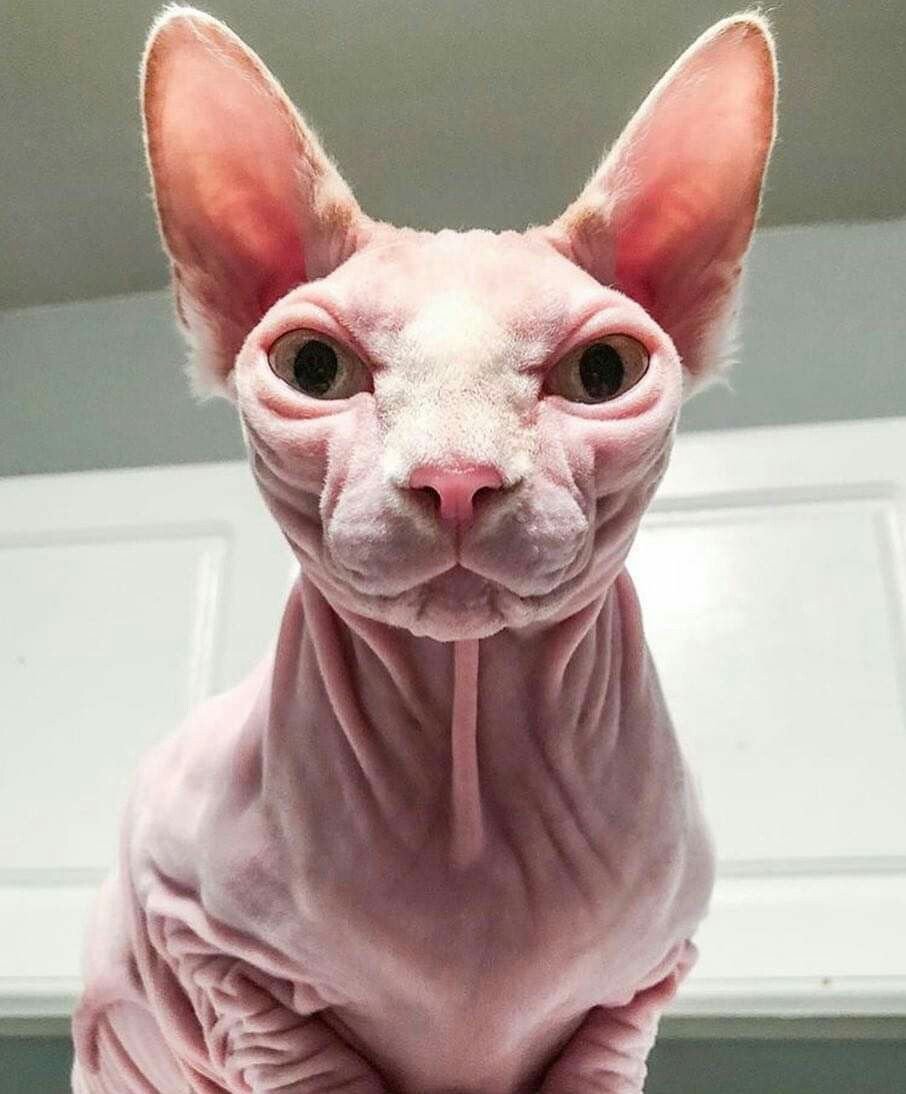 Лысая кошка сфинкс