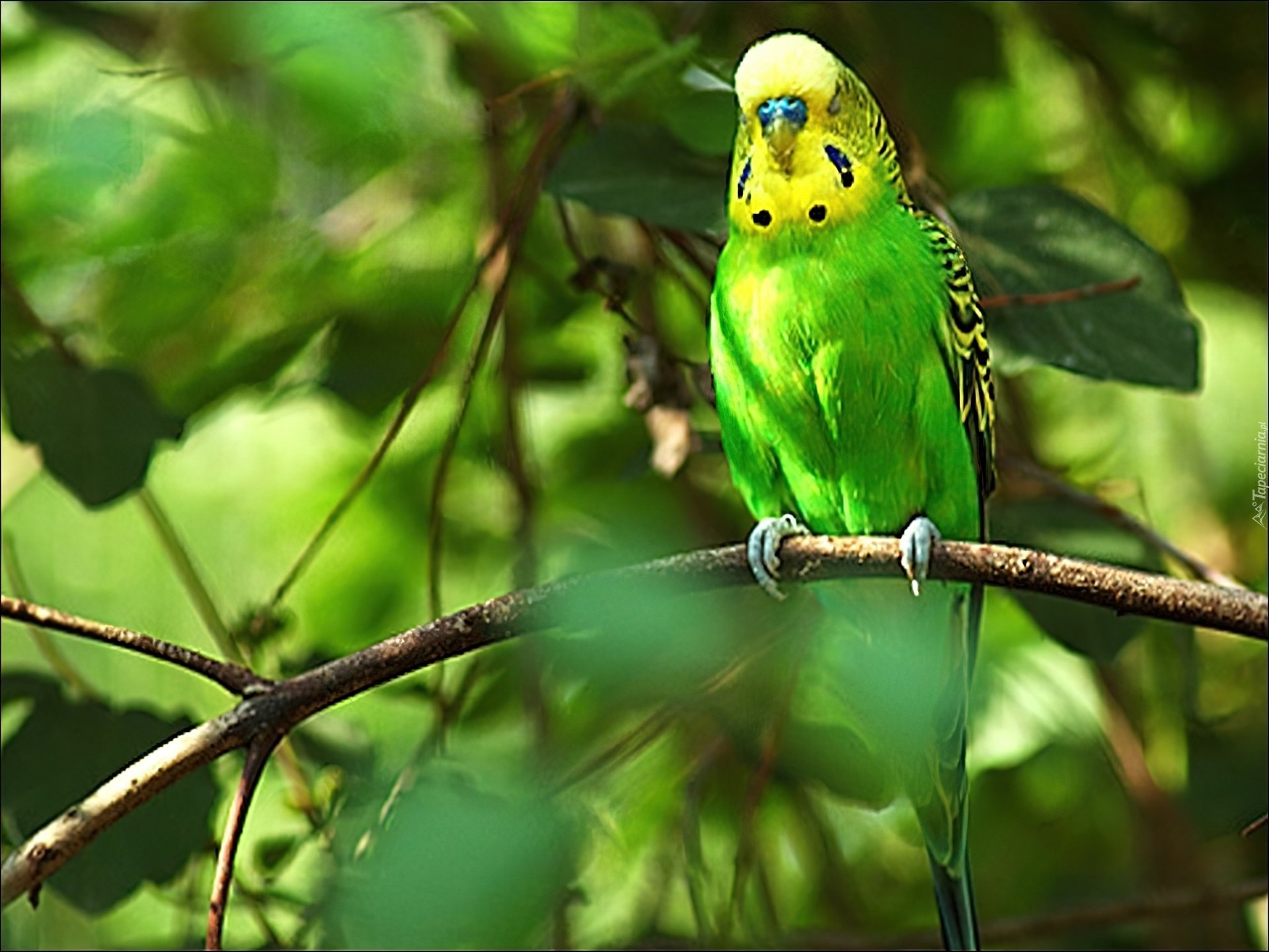 Фон природа попугаи