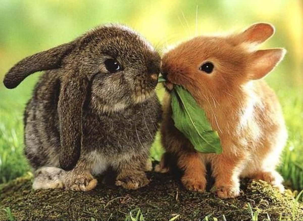 Два кролика