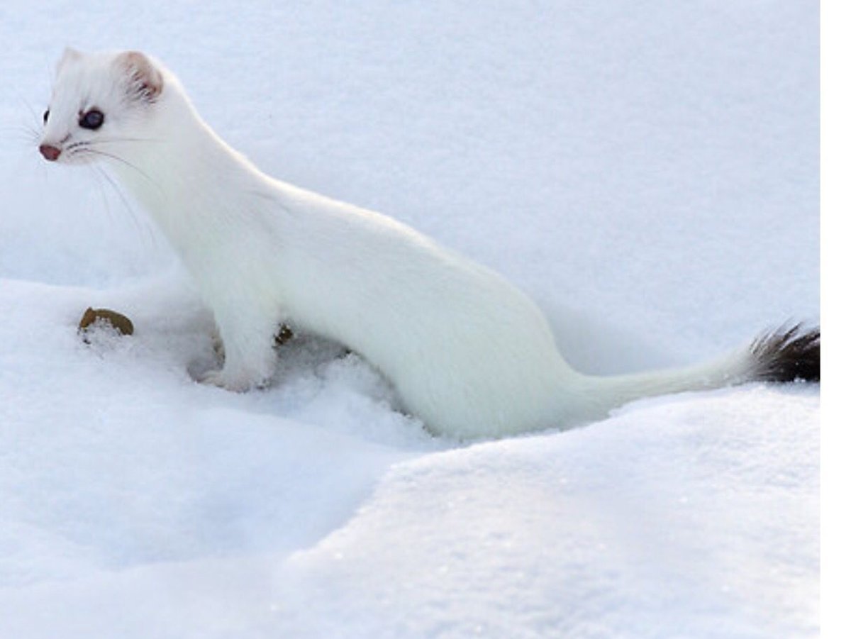 Горностай и ласка