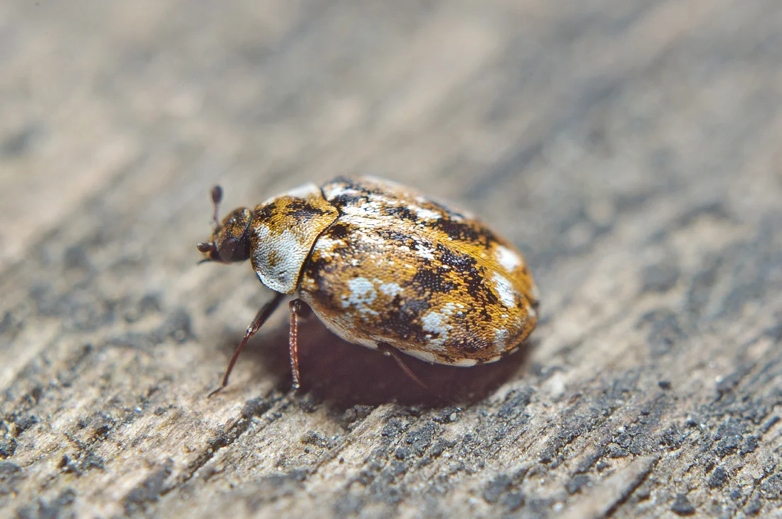 Ковровый Жук кожеед