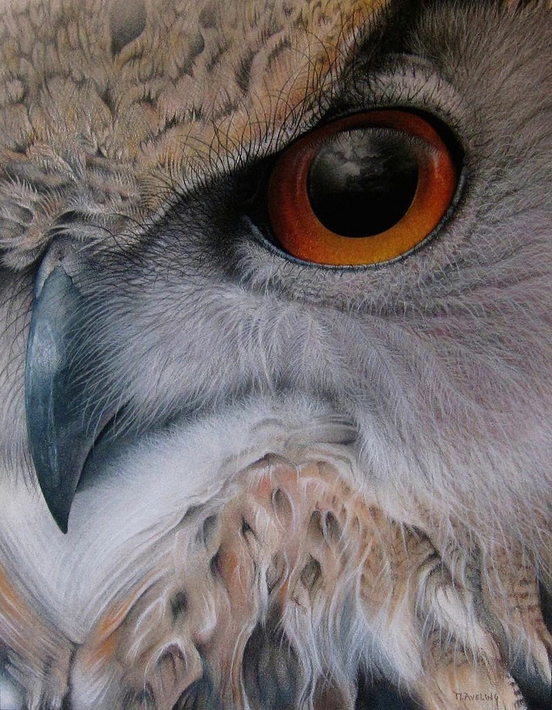 Глаза животных