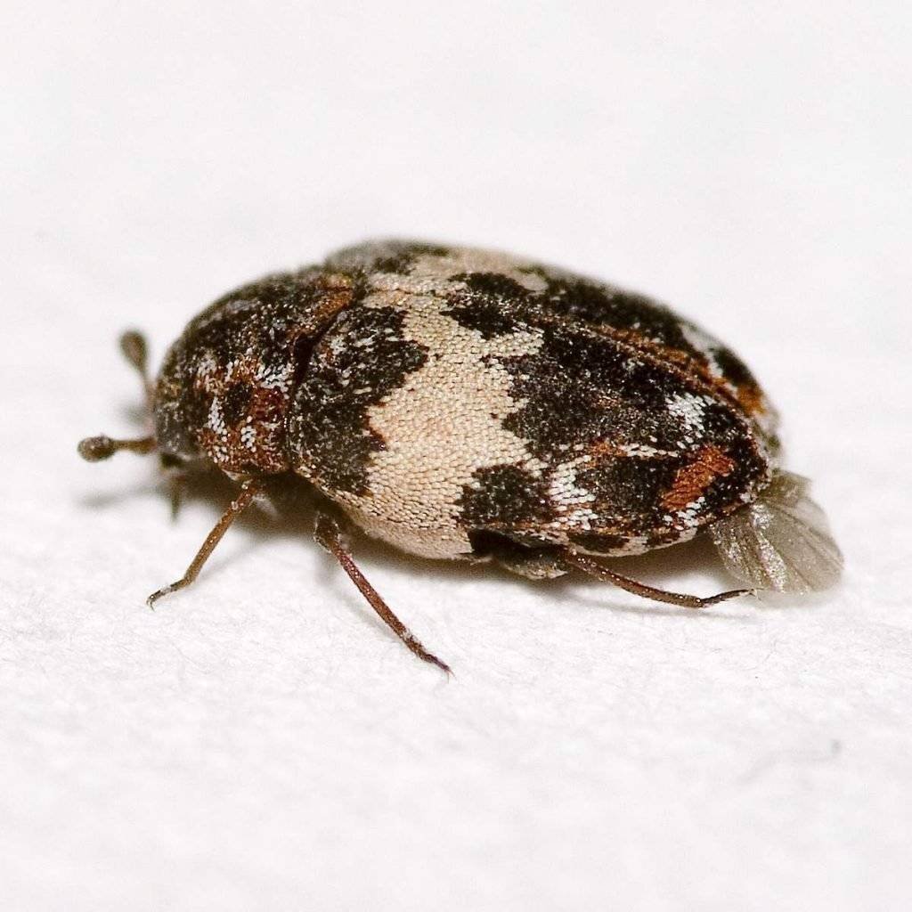 Кожеед Смирнова личинка