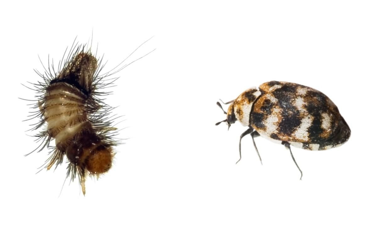 Жук кожеед полосатый