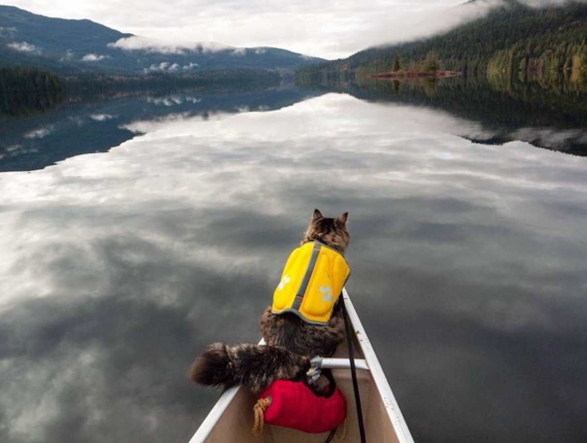 Путешествие с кошкой