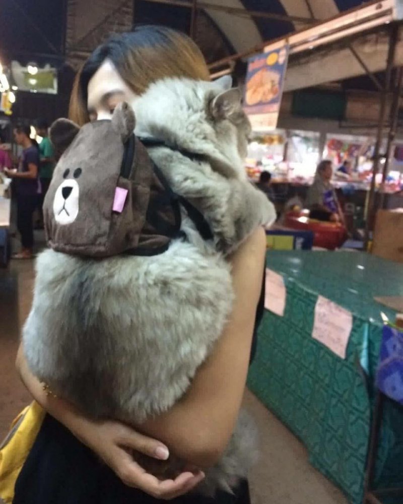 Кот Бон Бон из Тайланда