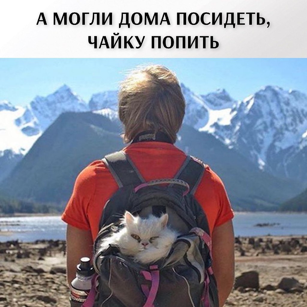 Кошки путешественники