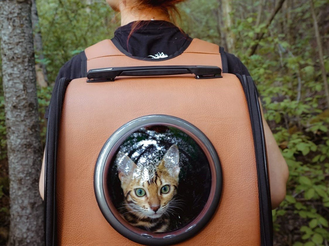 Рыжий кот с рюкзаком на спине картинка