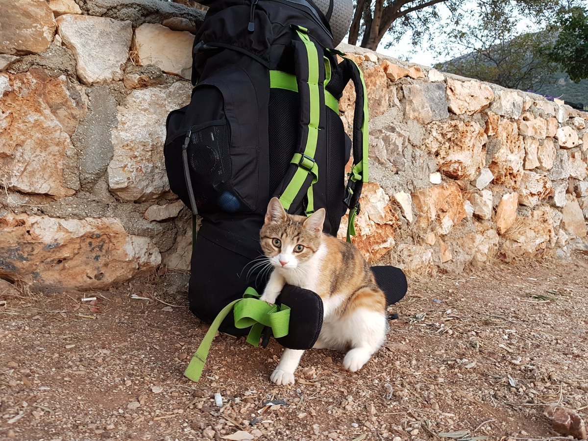 Коты путешественники