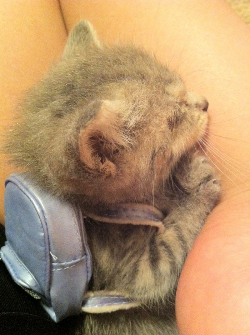 Кот Гэри Канада