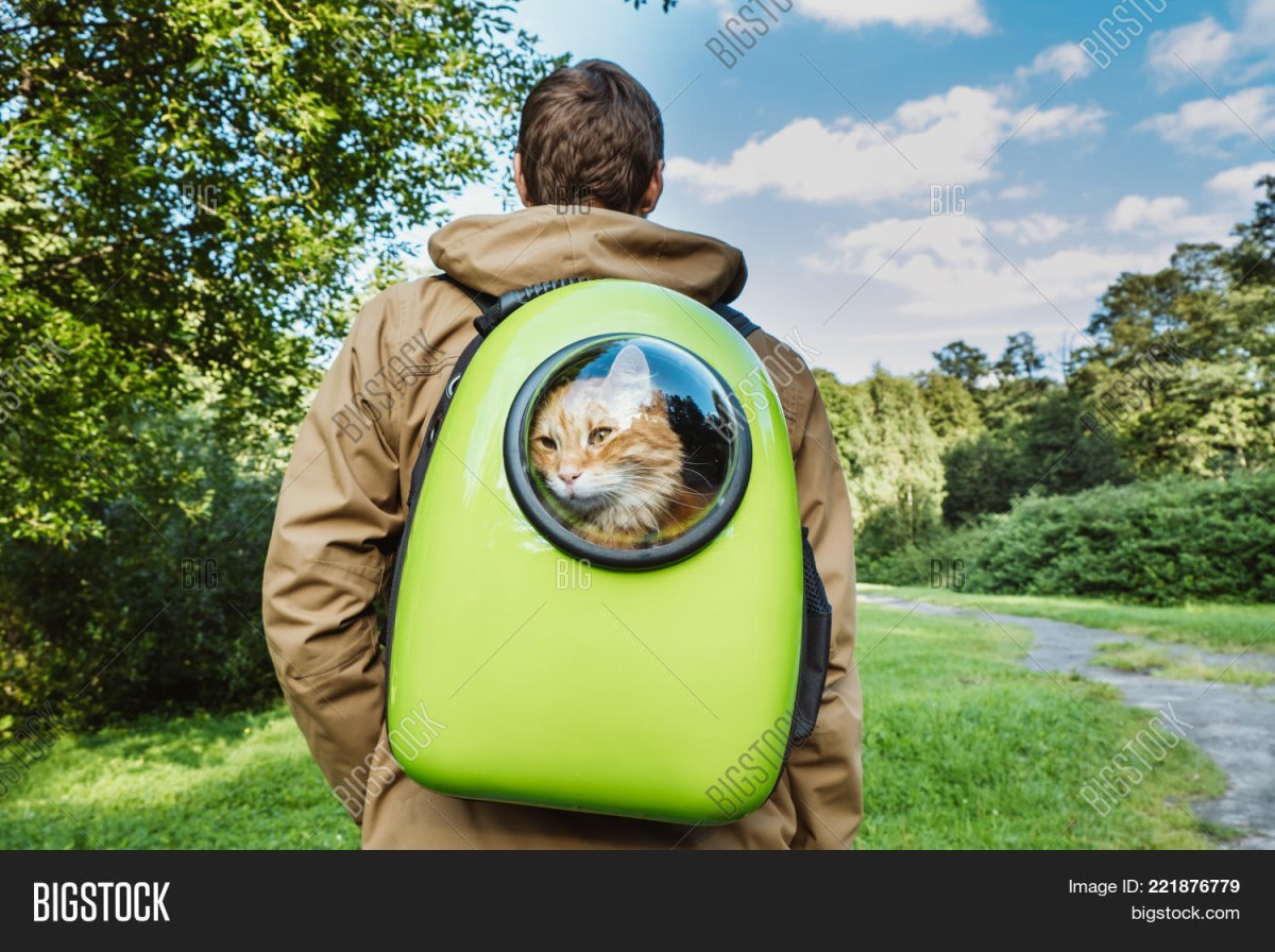 Бедные бездомные коты