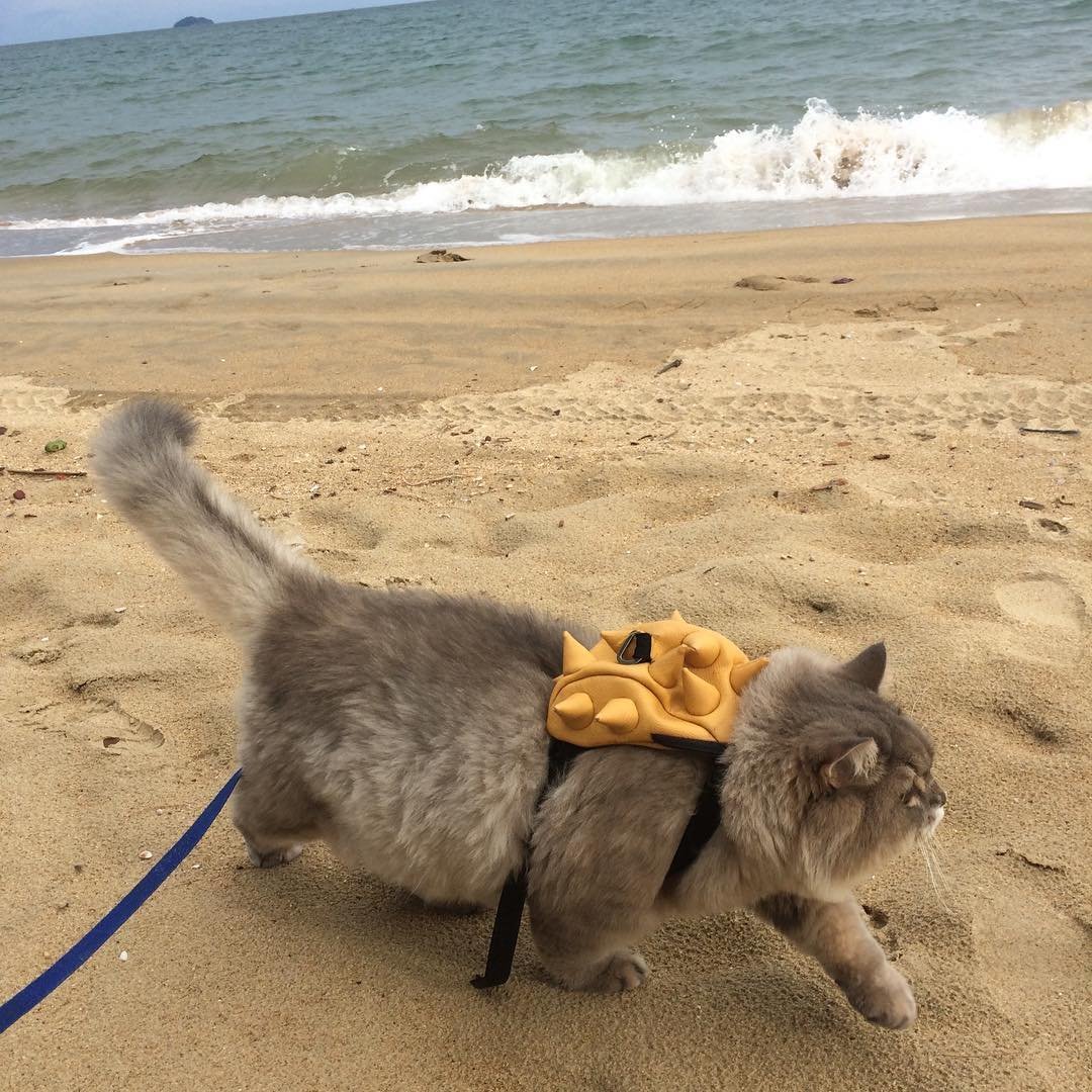 Бон Бон кот в Тайланде