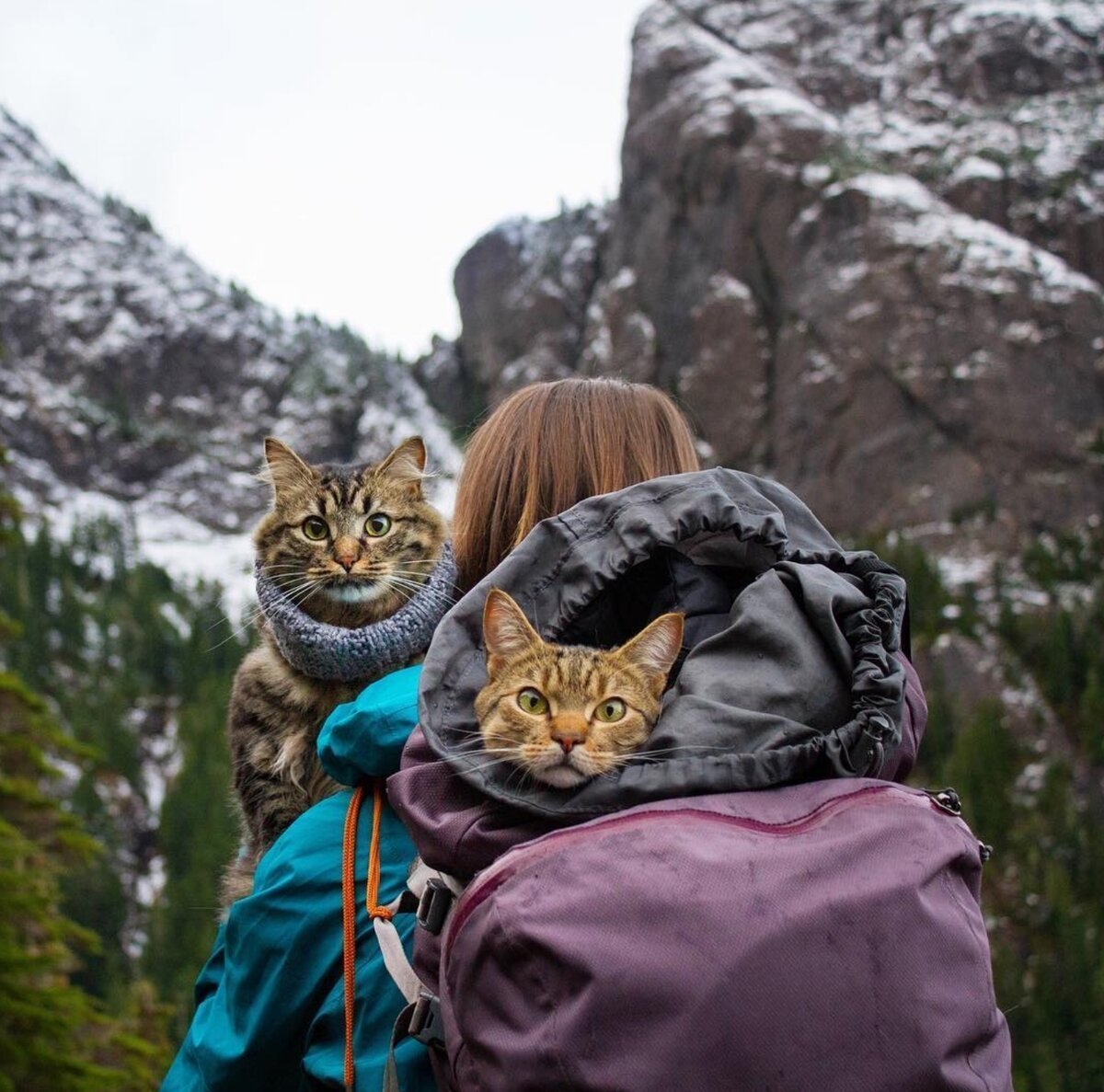 Кот путешественник