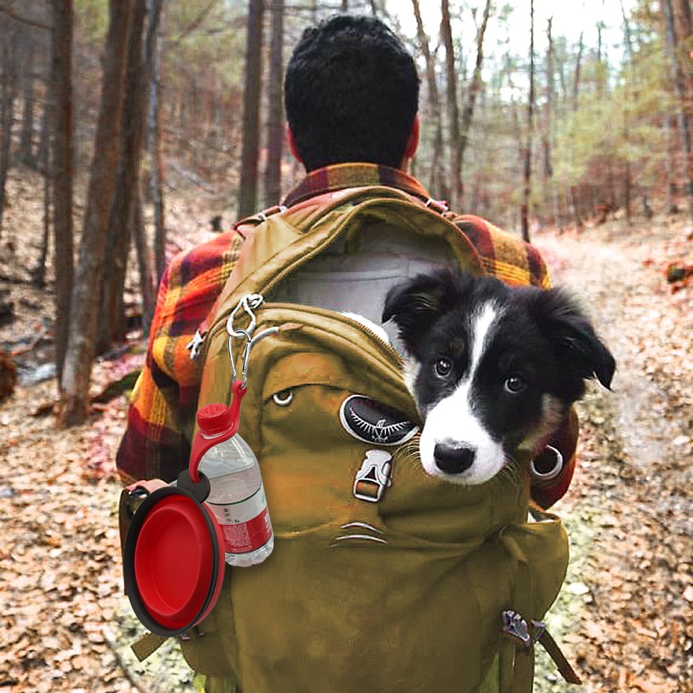 Кот с рюкзаком на спине