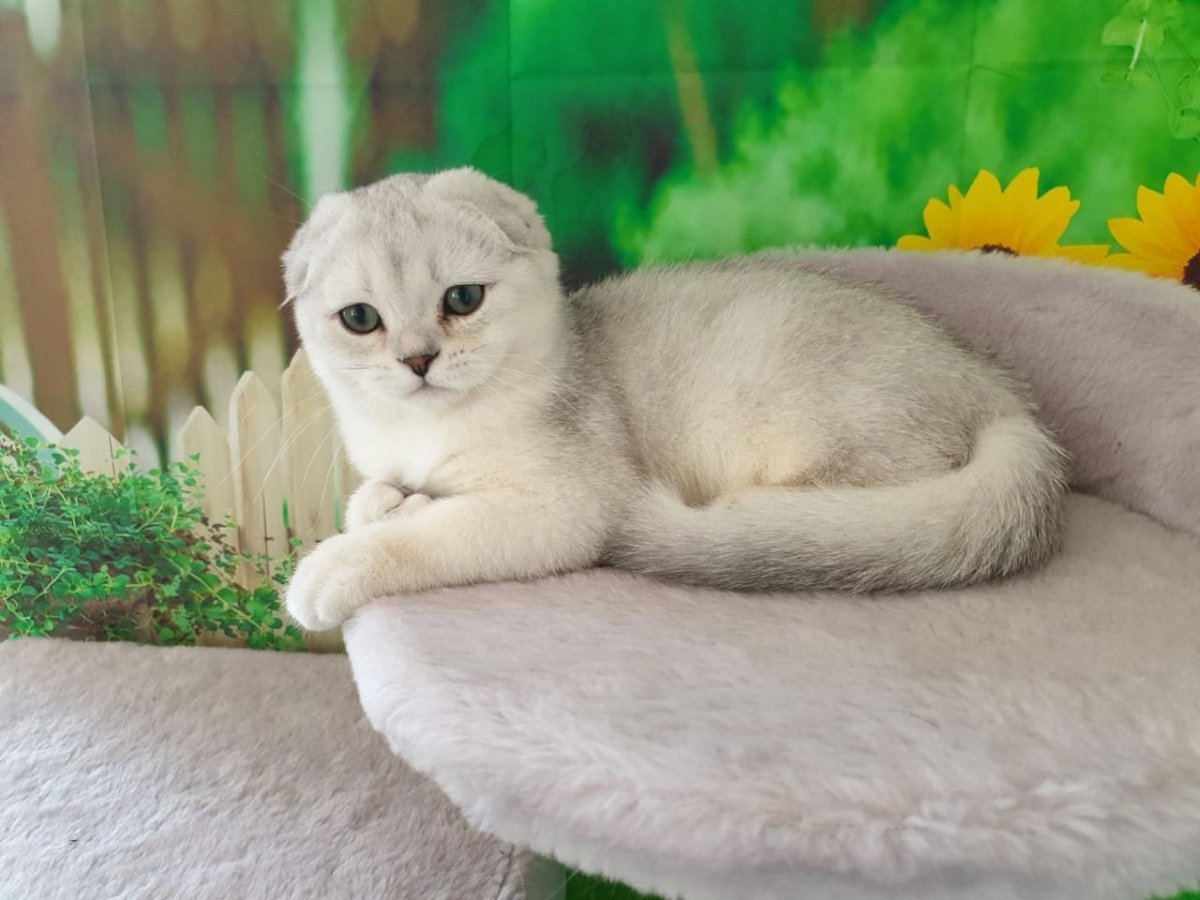 Британская Золотая шиншилла