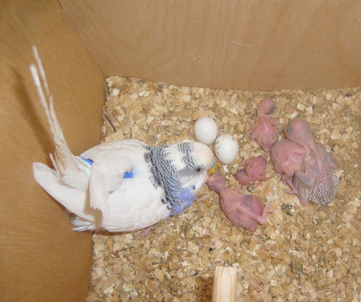 Дети голубей