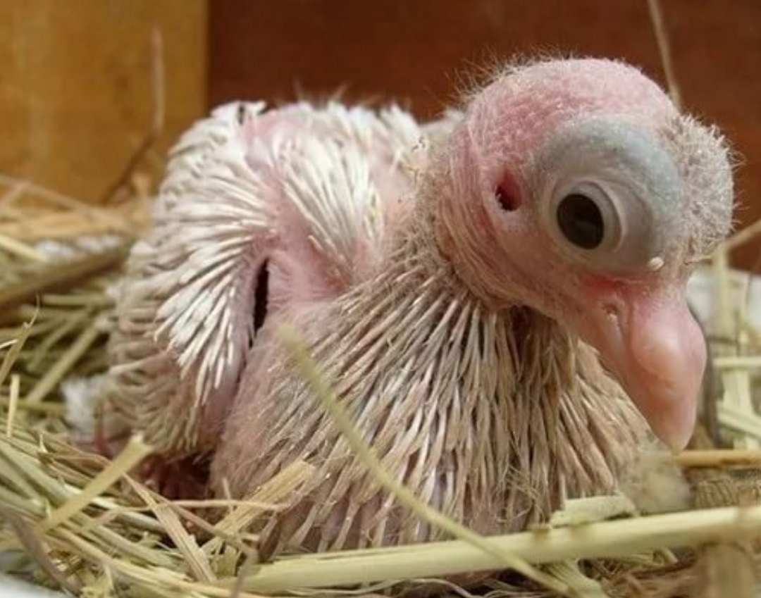 Птенец голубя новорожденный