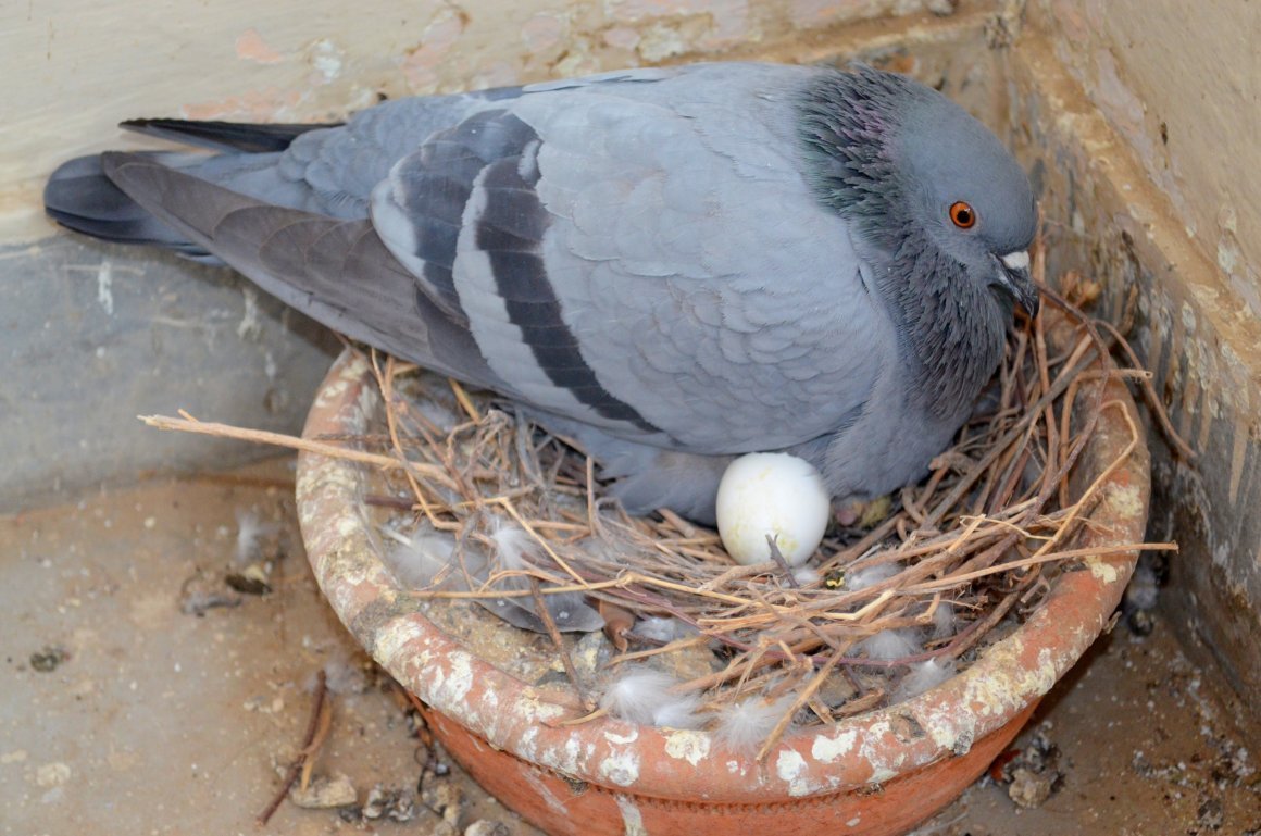 Птенец голубя