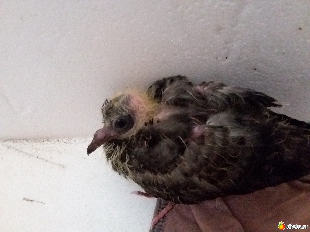 3х недельный птенец голубя