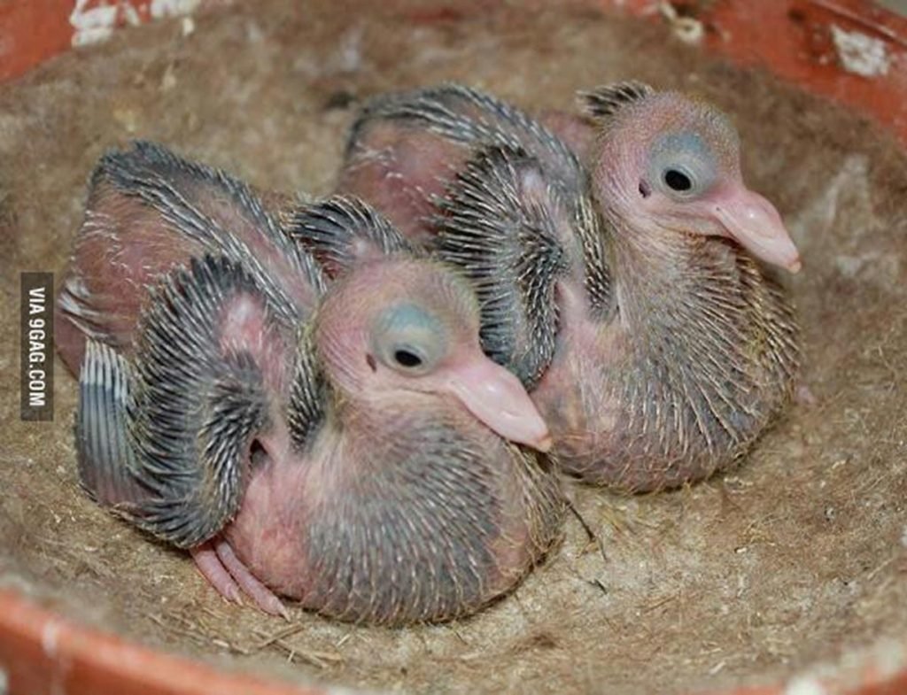 Маленький голубь птенец