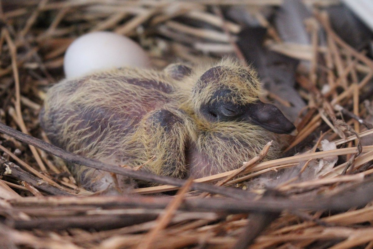 Павлиний голубь птенец