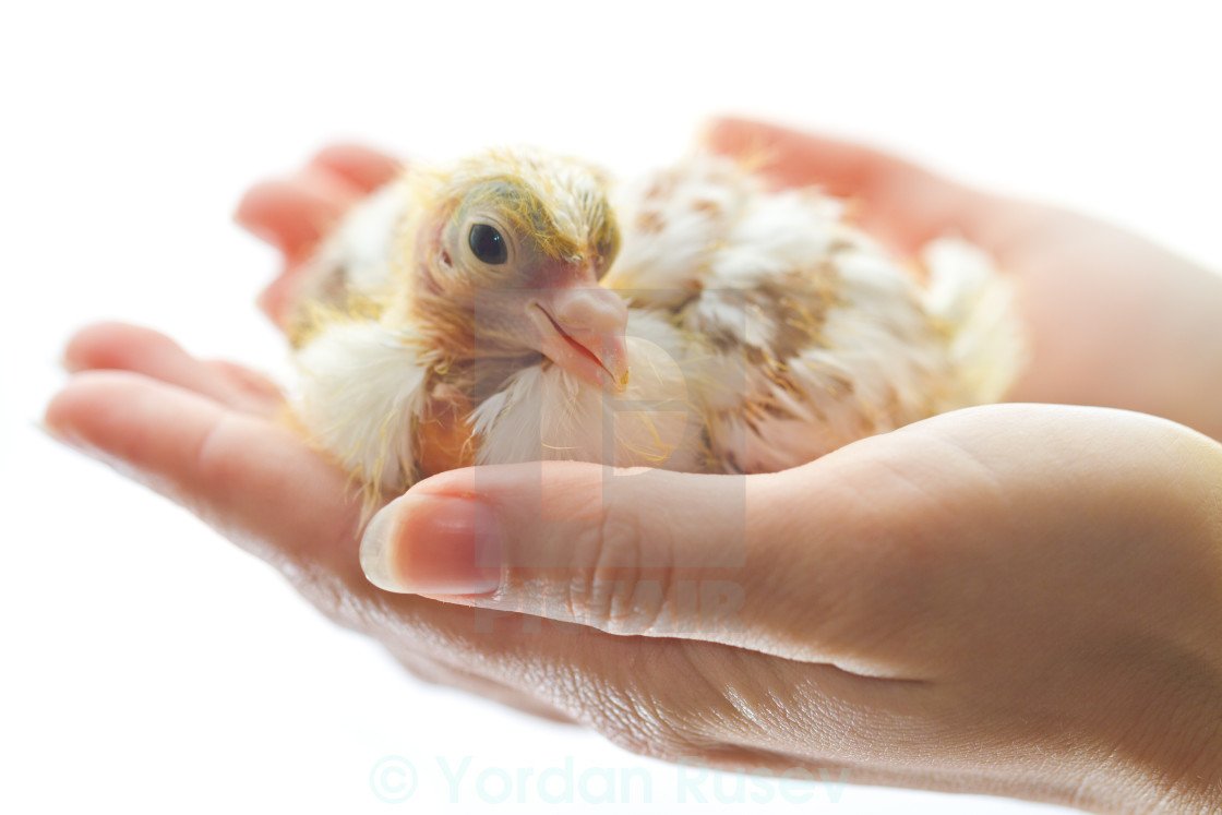 Маленькие голубята