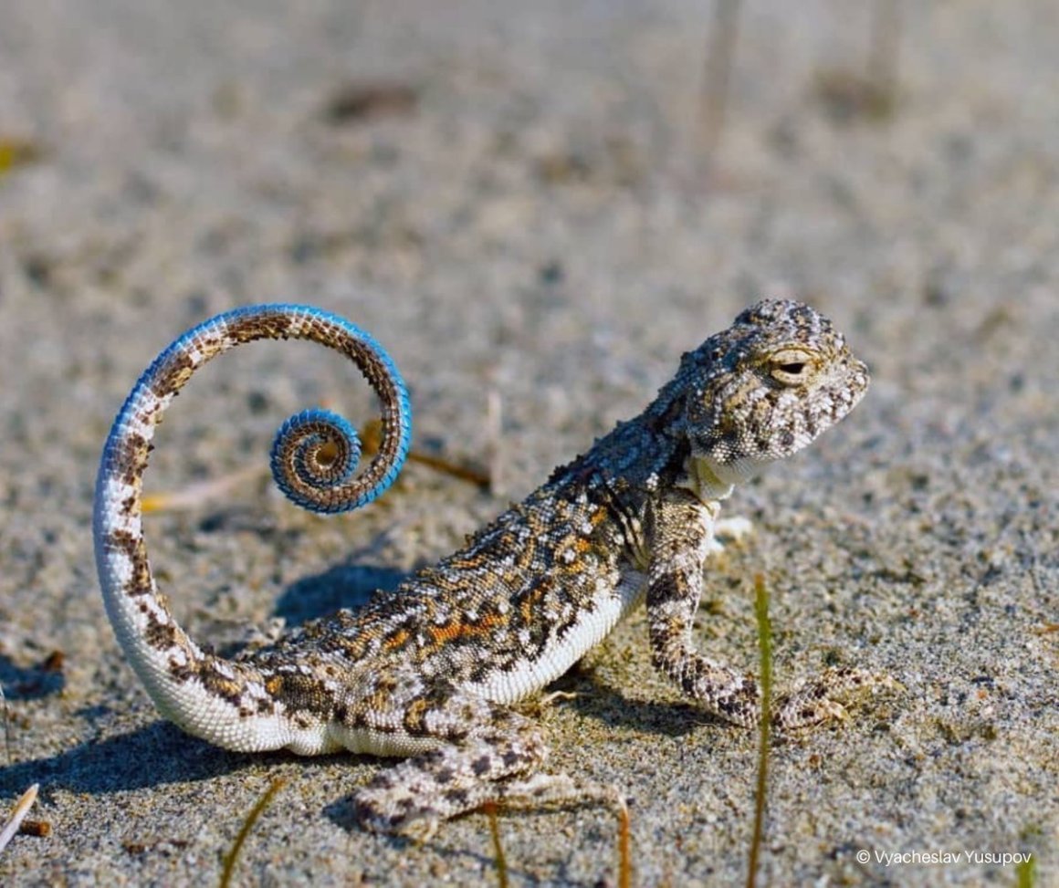 Круглоголовка Штрауха