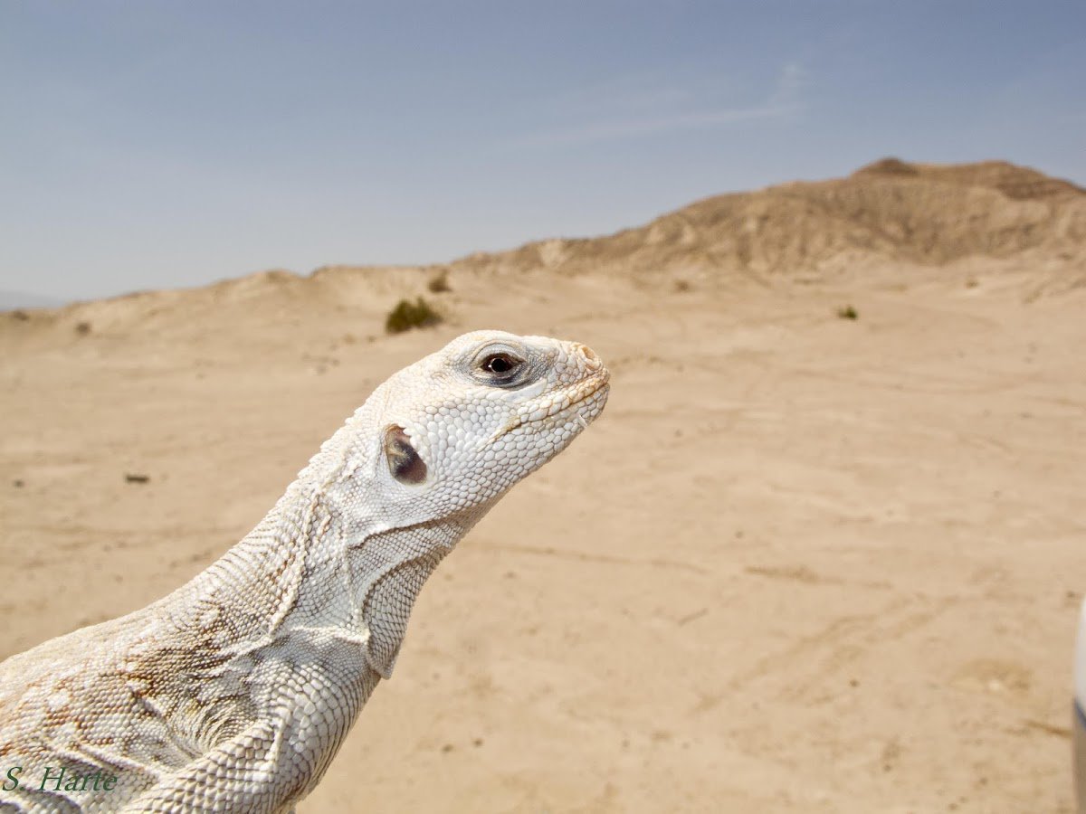 Песчаная игуана