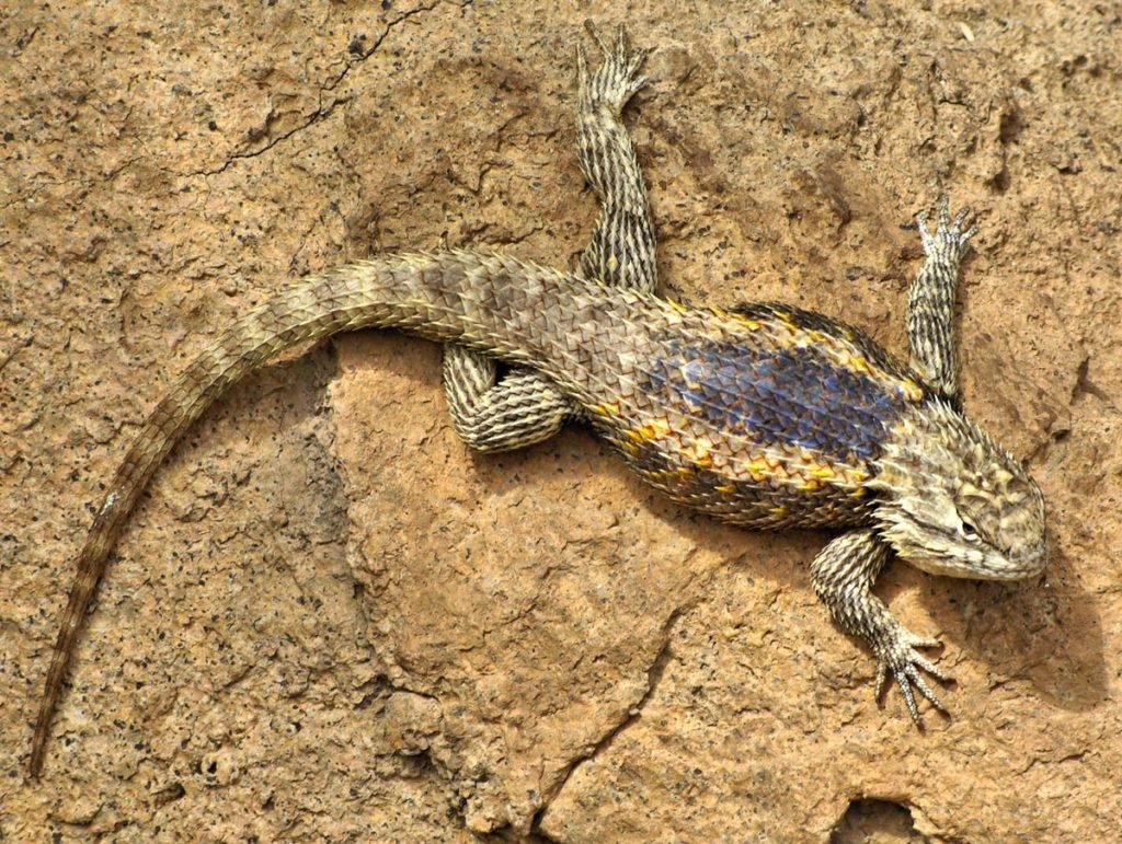 Ящерицы пустынь