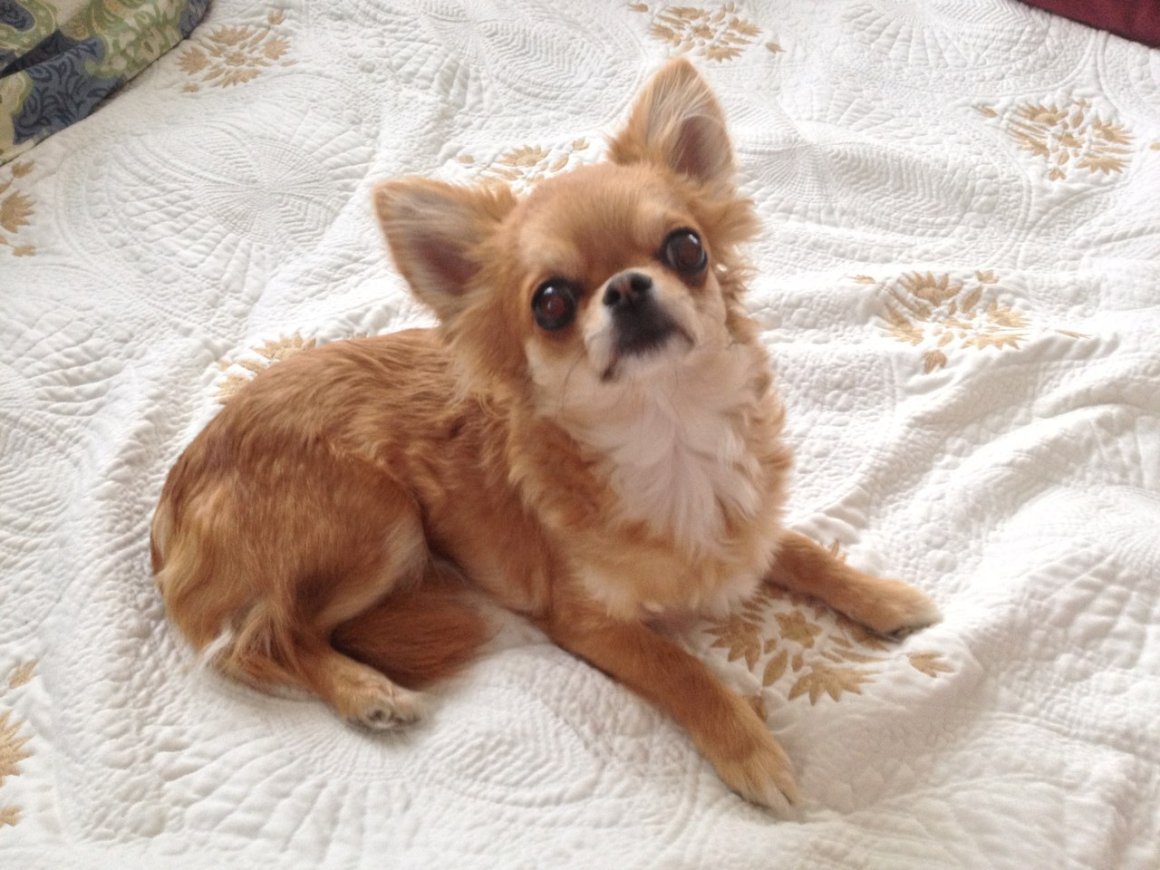 Мексиканский чихуахуа длинношерстный