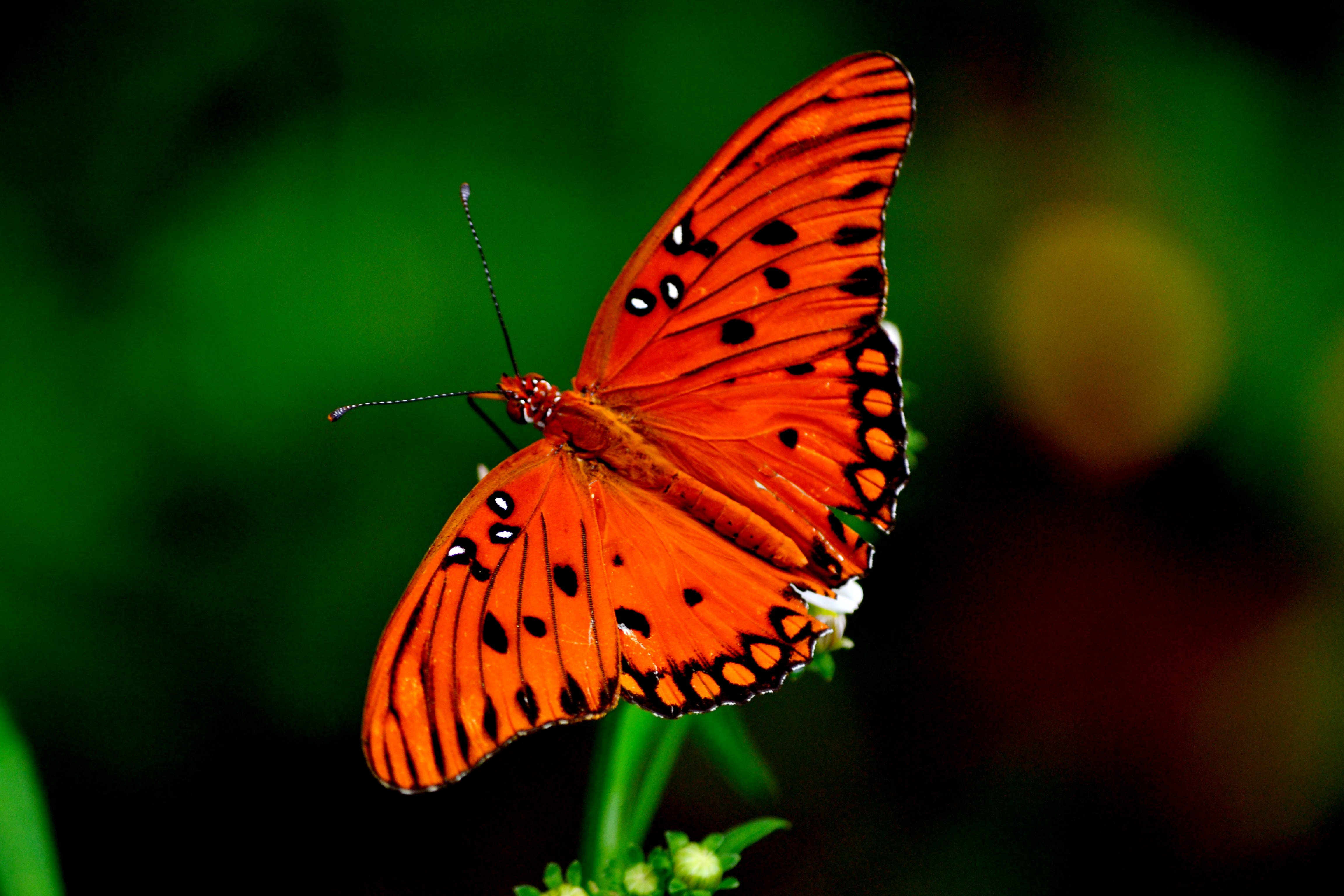 Бабочка с красными крыльями - 62 фото