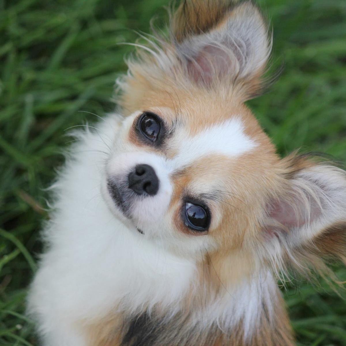 Маленькие рыженькие собачки