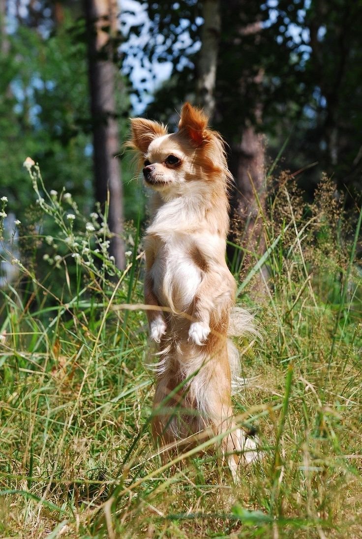 Чихуахуа Хуа пушистая