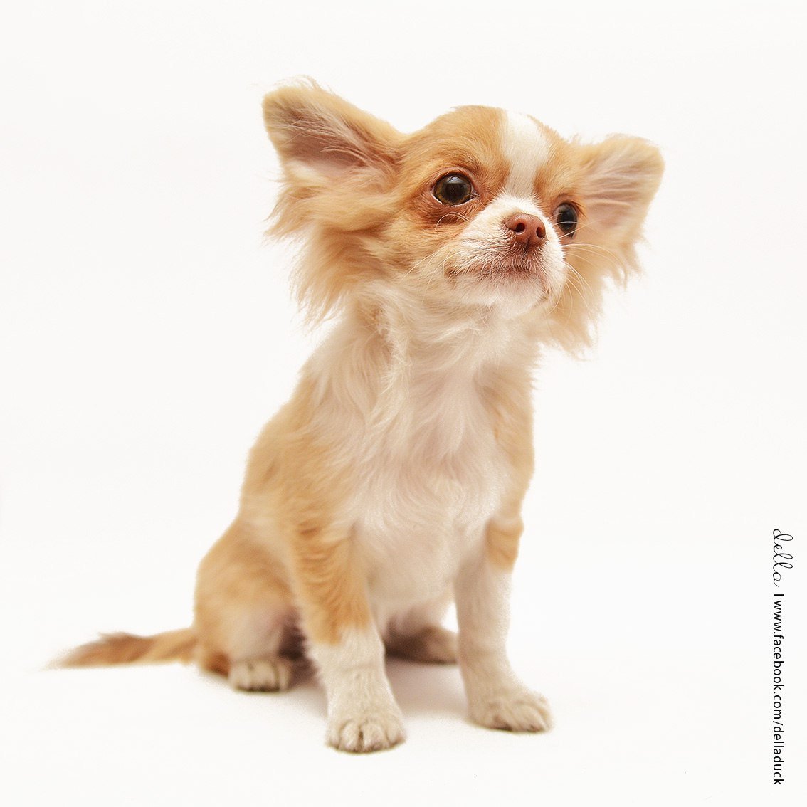 Чихуахуа длинношерстные рыжие