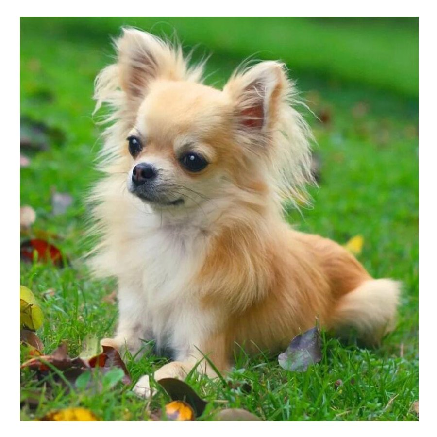 Чихуахуа длинношерстные рыжие