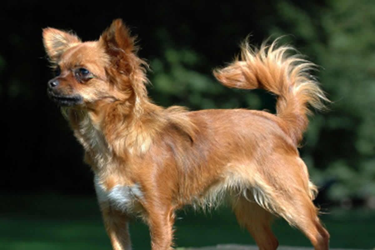 Чихуахуа длинношерстные