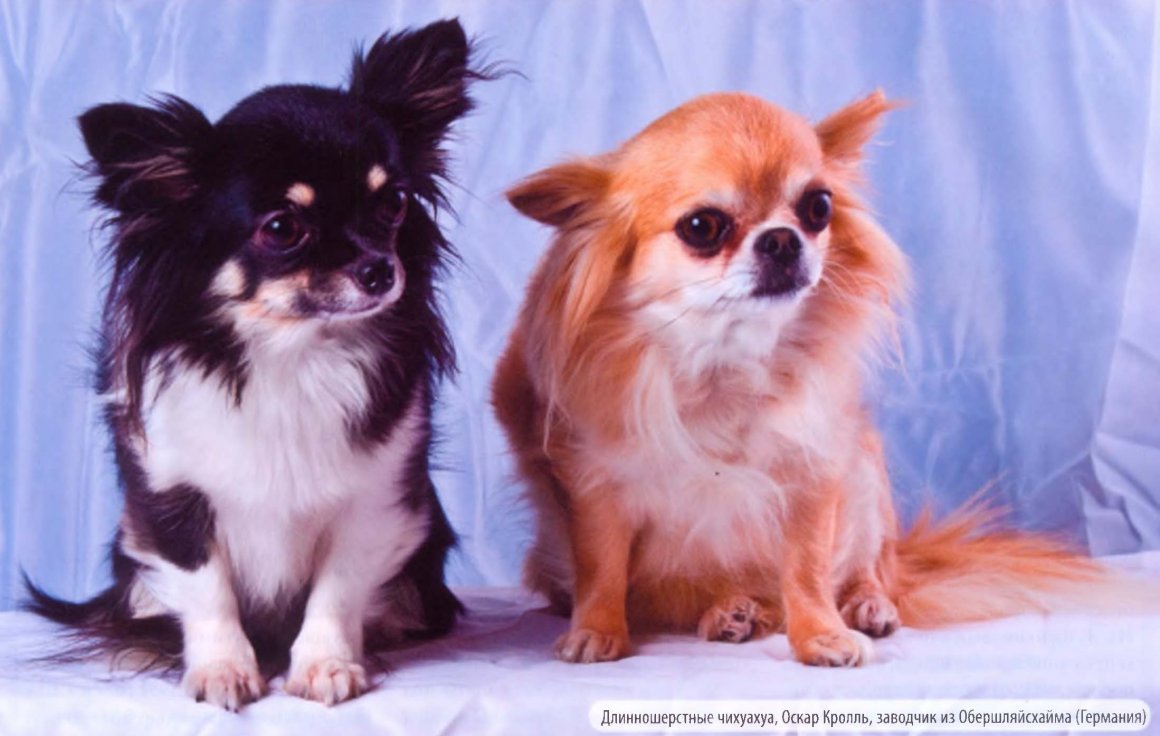 Чихуахуа кобби длинношерстный