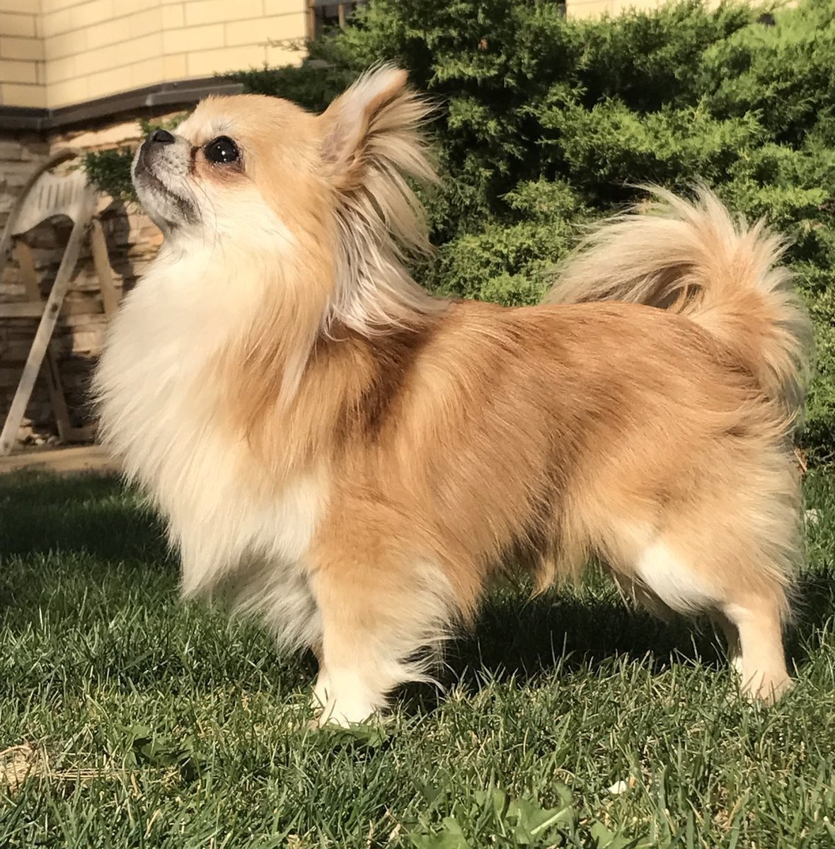 Чихуахуа два года