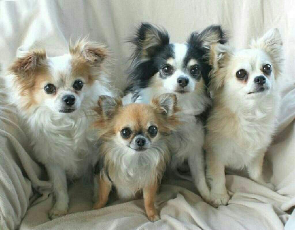 Пятнистый длинношерстный чихуа