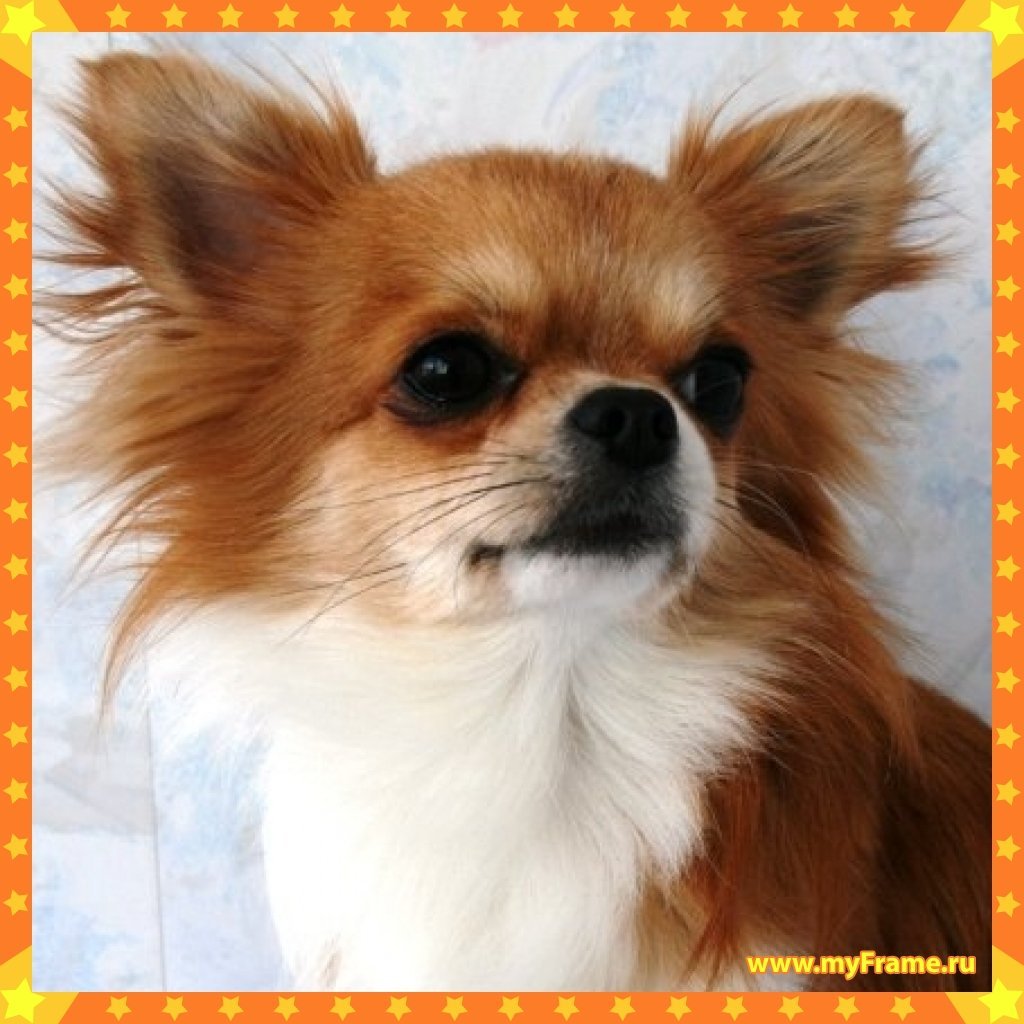 Чихуахуа длинношерстные рыжие