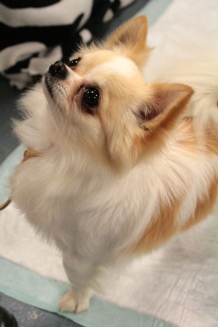 Чихуа Соболь длинношерстный