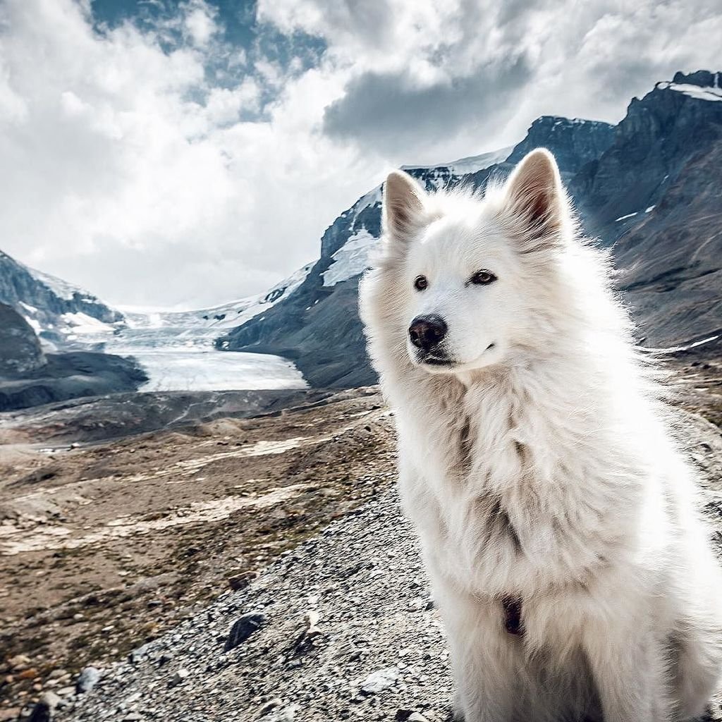 Самоед в горах