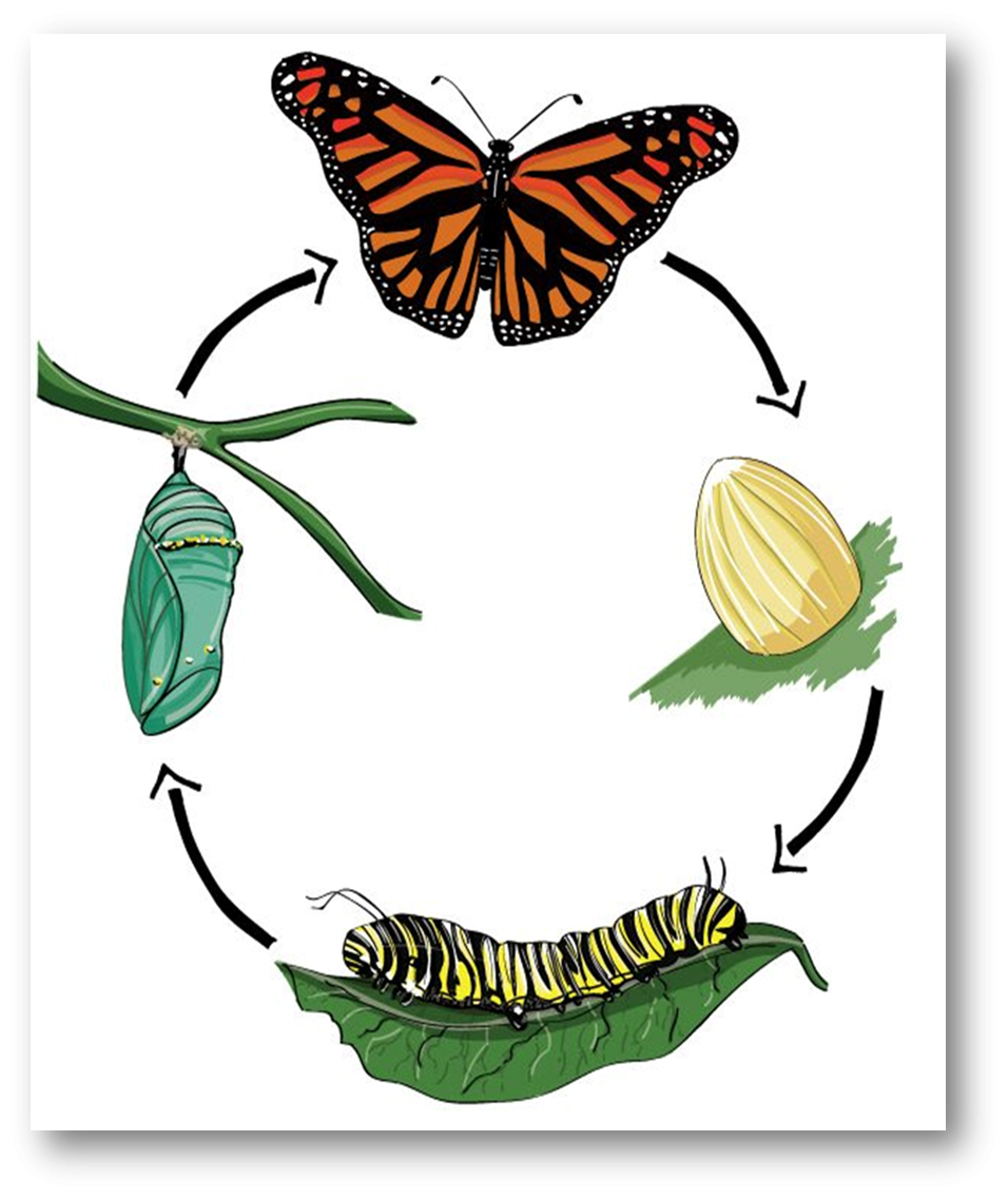 Развитие бабочки схема. Яйцо гусеница куколка бабочка. 4 Стадии развития бабочки яйцо, гусеница, куколка и бабочка.. Цикл гусеница бабочка. Жизненный цикл бабочки с полным превращением.