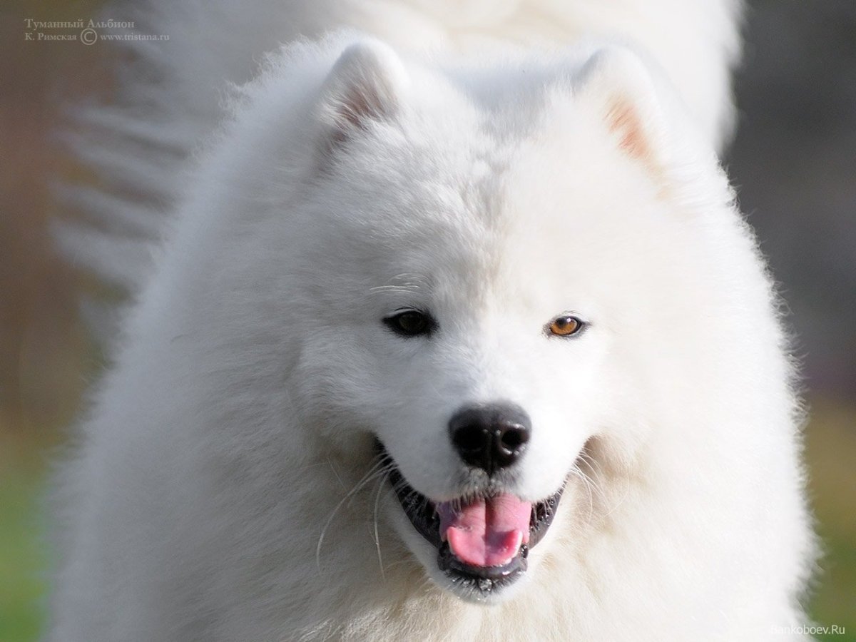 Порода хаски самоед