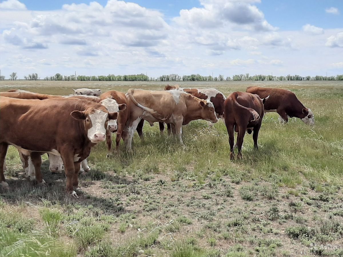 Бычки Герефорды казахские белоголовые
