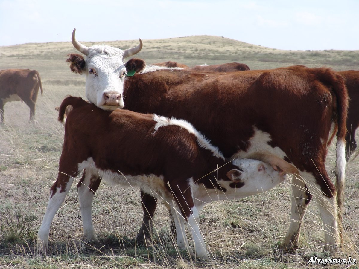 Казахская белоголовая порода коров