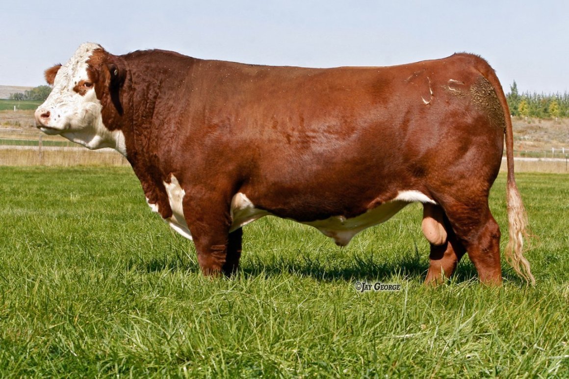 Порода Герефорд бычки