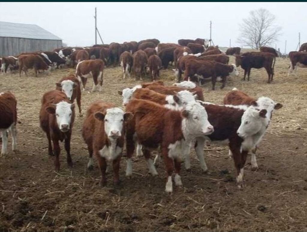 Казахская белоголовая порода КРС